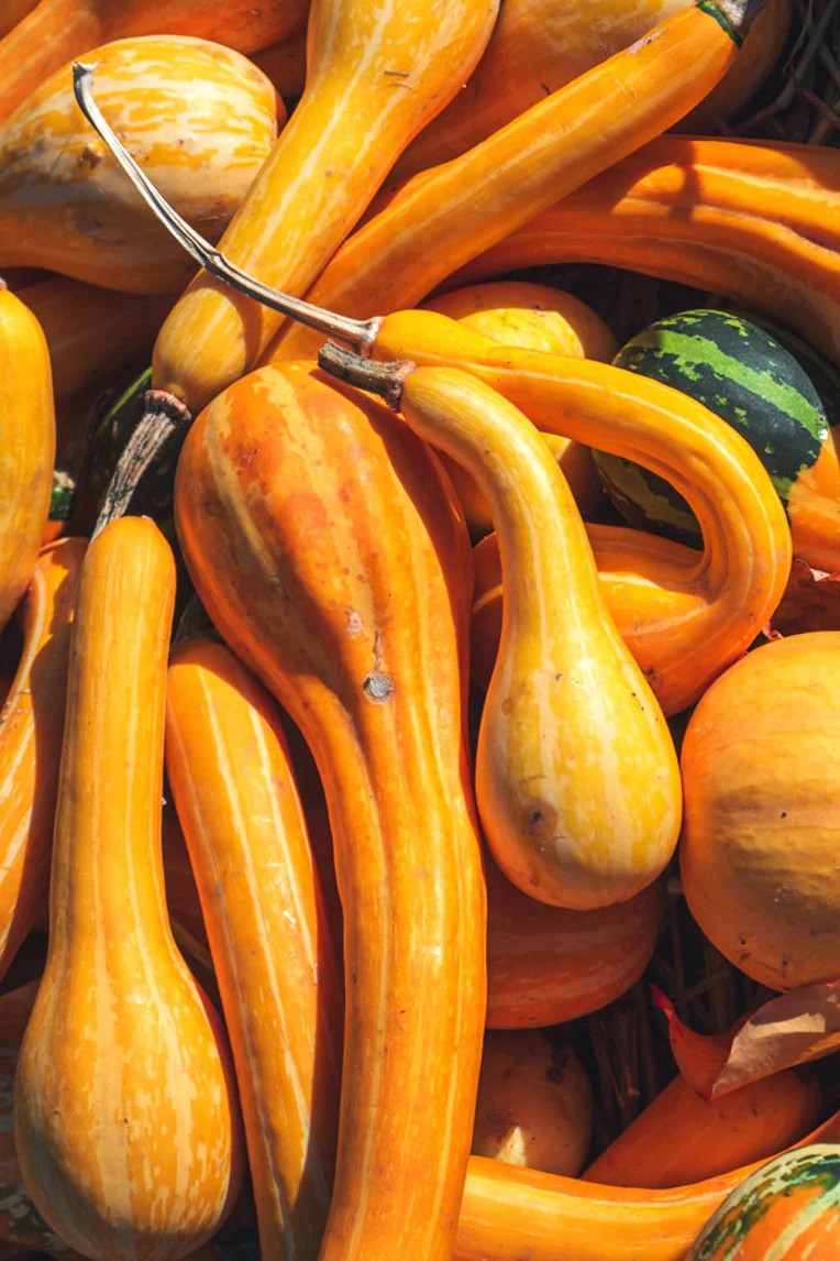 Small Spoon Ornamental Gourd Seeds – For 2025 Planting Bicolor Yellow Green