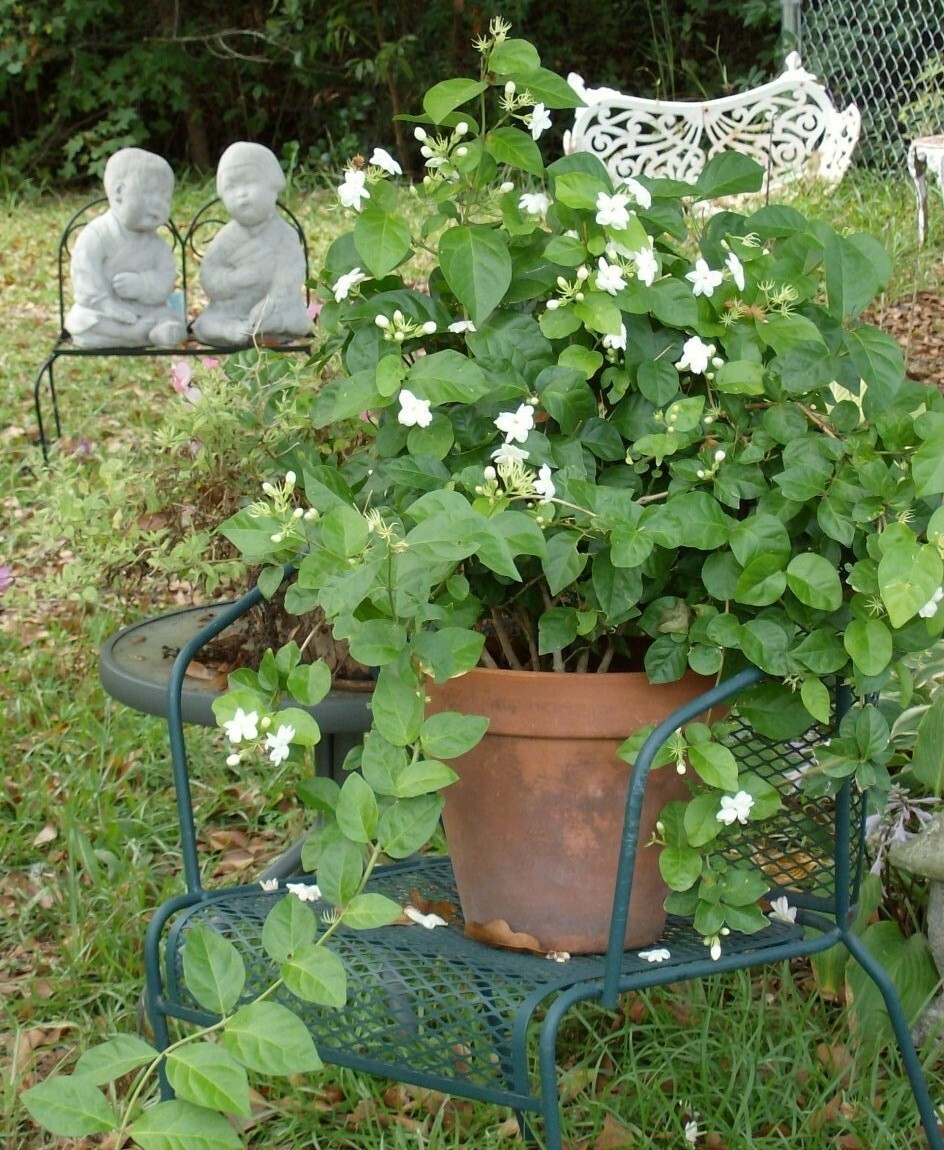 Grand Duke of Tuscany Jasmine~Jasminum Sambac~~SMALL Rooted STARTER Plant~
