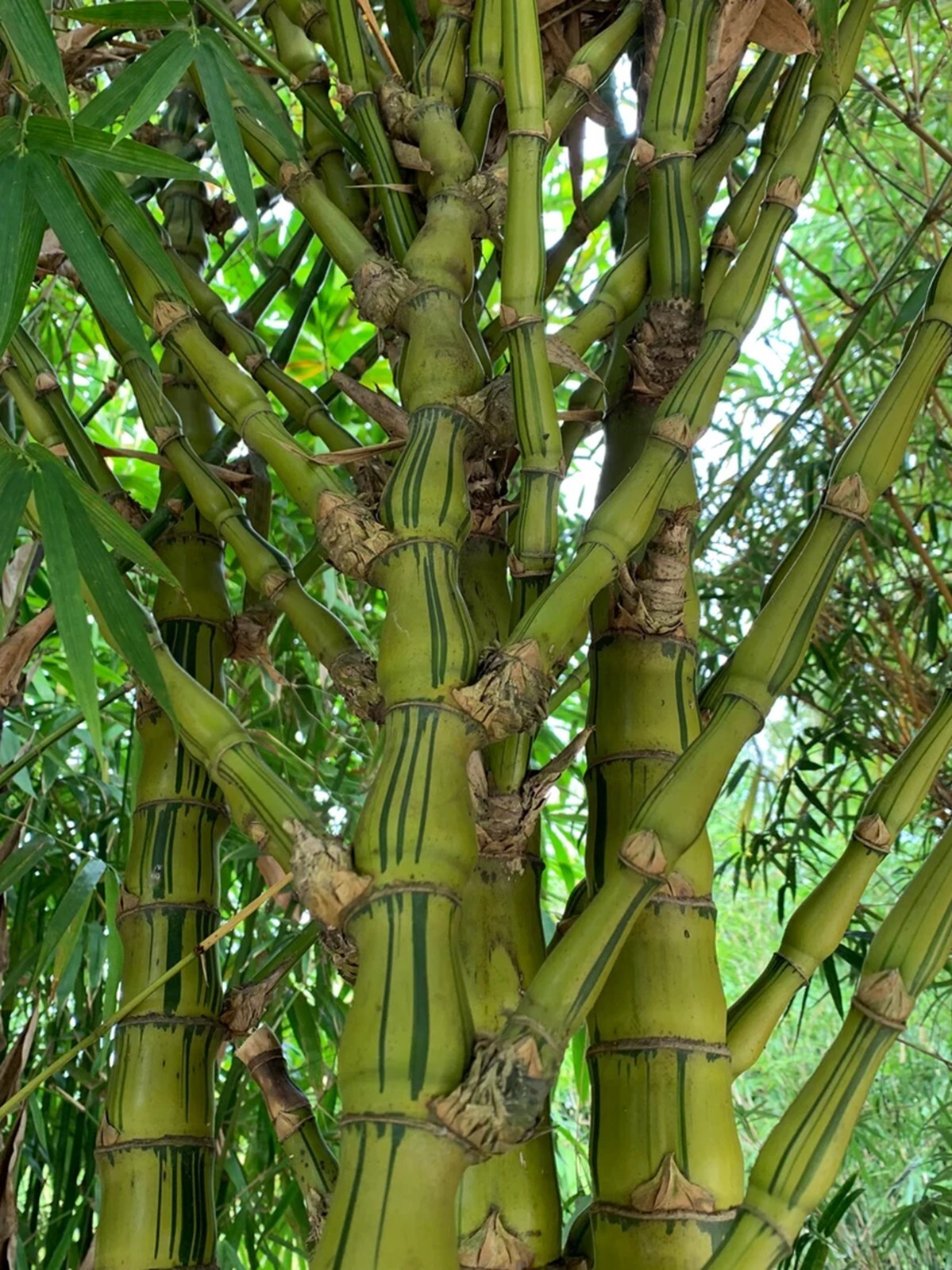 100 Dwarf Striated Buddha Belly Bamboo Seeds Perennial Seed Ornamental US SELLER