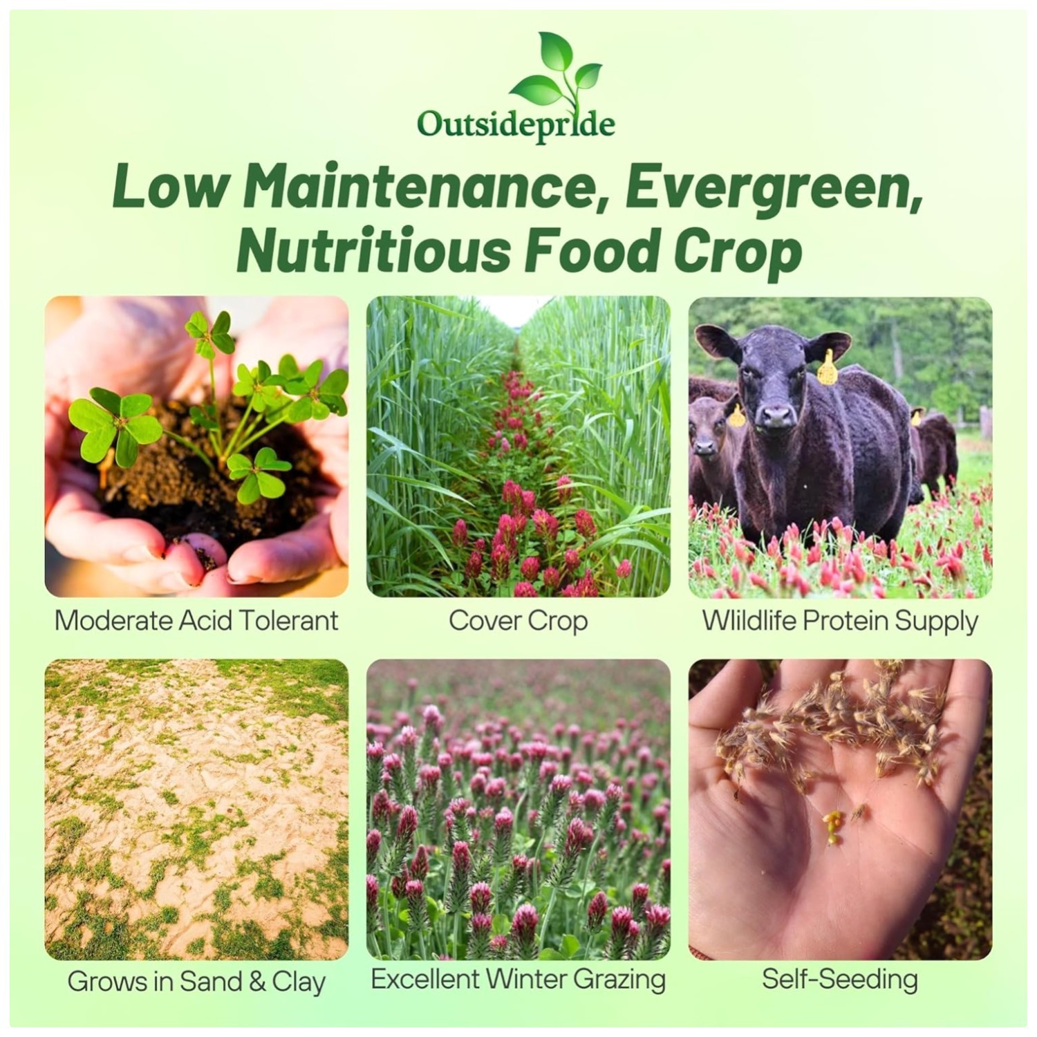 High-Protein Wildlife Forage – Clover Seed