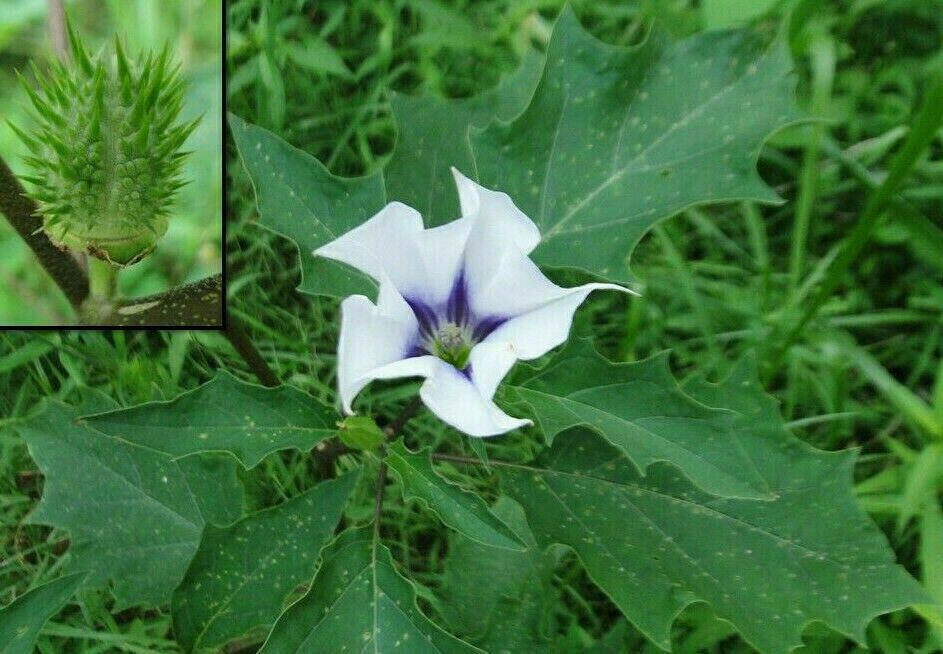Datura Stramonium Jamestown Strain JimsonWeed ThornApple ~40 Refrigerated Seeds