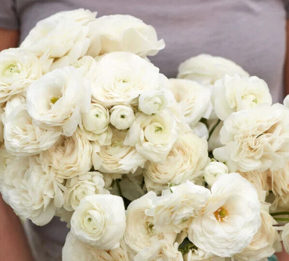 25 White Ranunculus Bulbs Peony Rose look Cut Flowers Buttercup Florist Wedding