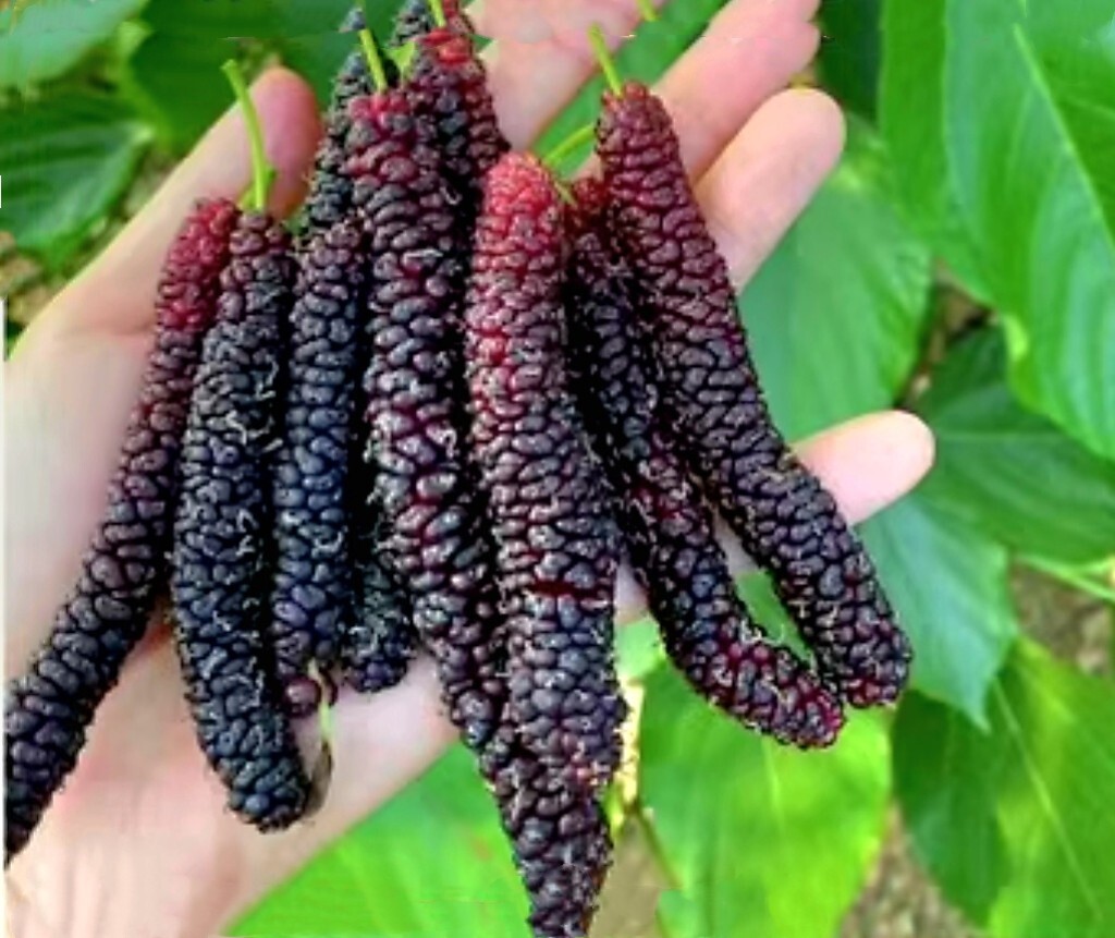 200 Pakistan Mulberry Fruit Tree Seeds Popular Variety Rare Morus Dense fruit