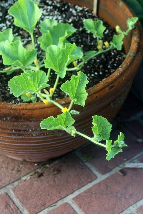 30 Minnesota Midget Melon Seeds- With Bonus! |Organic Non-GMO Heirloom