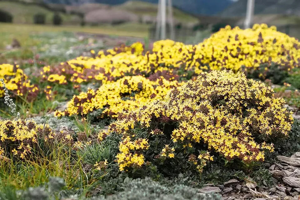 2000+ Yellow Creeping Thyme Seeds For Planting Thymus Serpyllum – Heirloom Cover