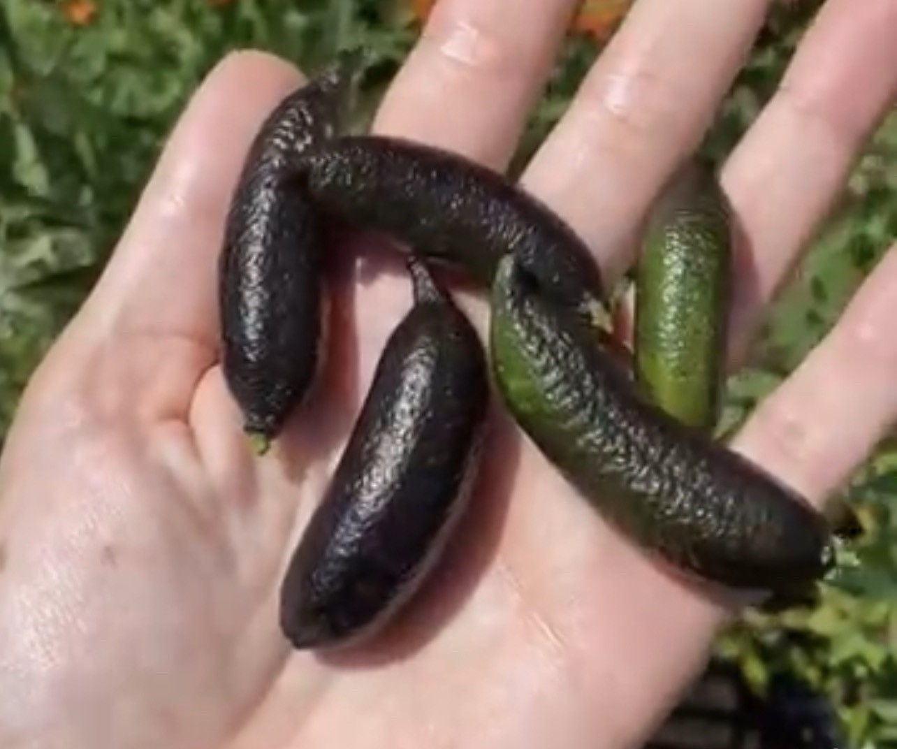 Australian Finger Lime 3 Cuttings No Root Ready To Plant