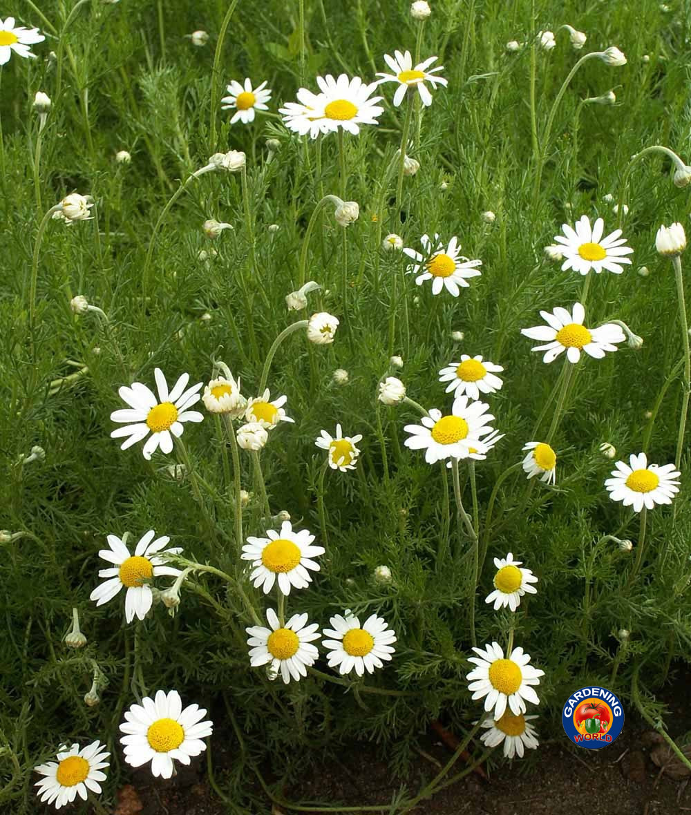2000 ROMAN CHAMOMILE Herb Seeds Flower Anthemis nobilis