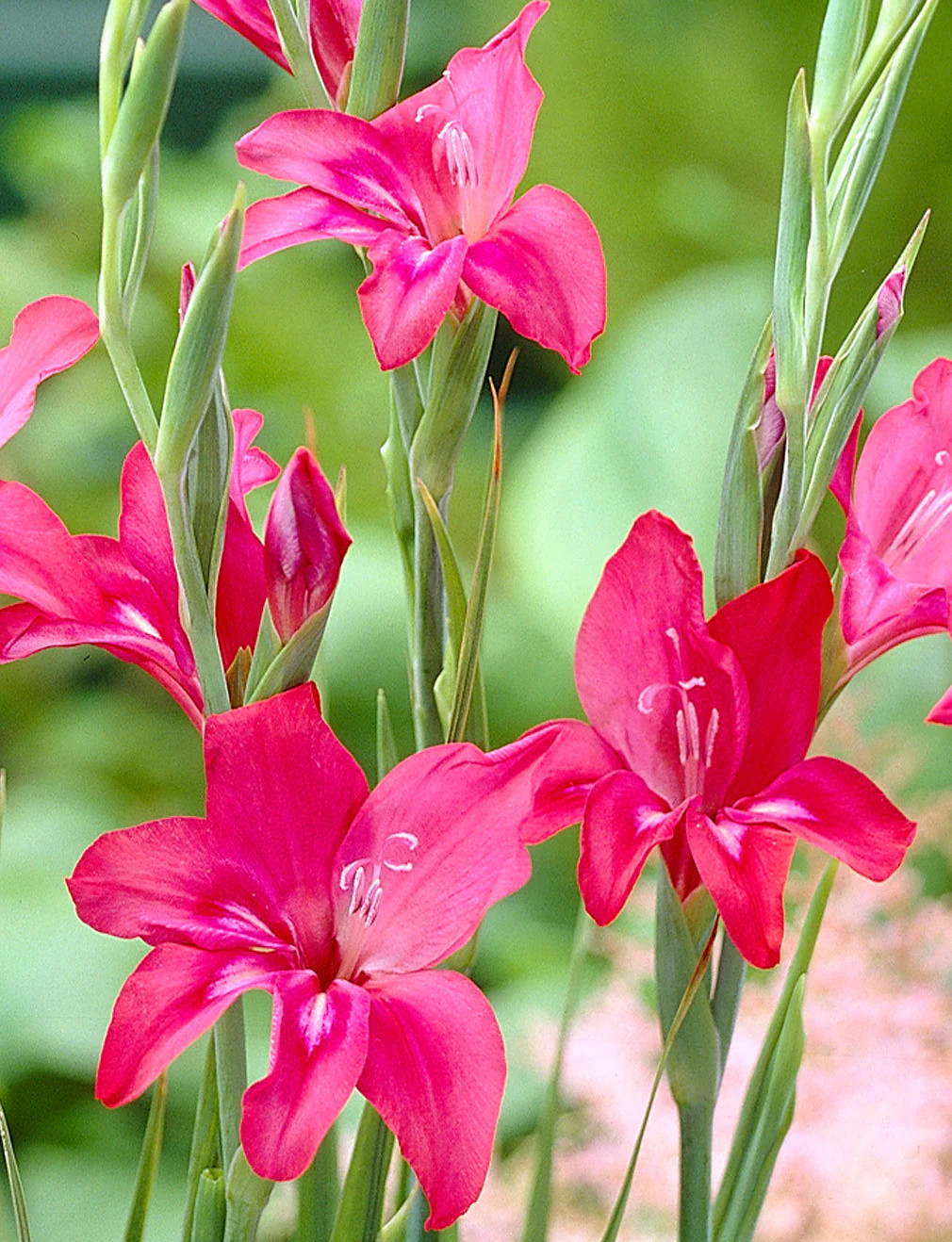 Robinetta Hardy Gladiolus – 5 bulbs