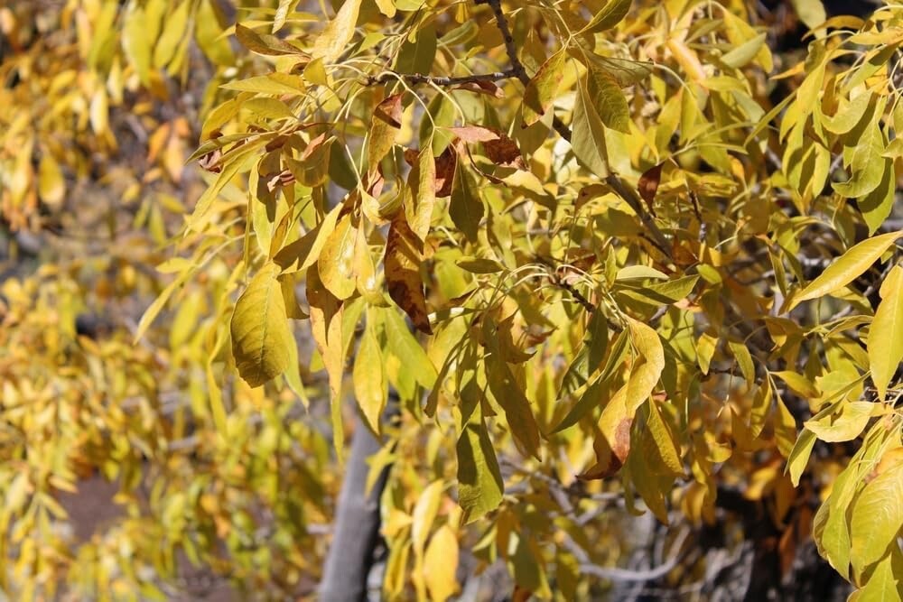 30 Arizona Ash Tree Seeds for Planting – Fraxinus Velutina