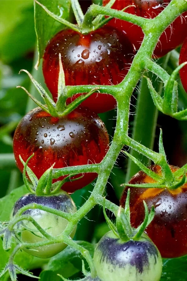 50+seeds MIDNIGHT SNACK TOMATO FRESH SEEDS, USA