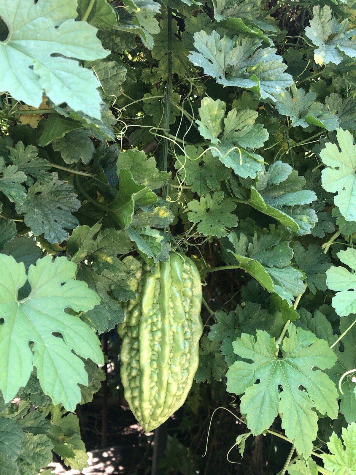 2 Pot Bitter Melon Plant Starter Live Plant Ready To Plant