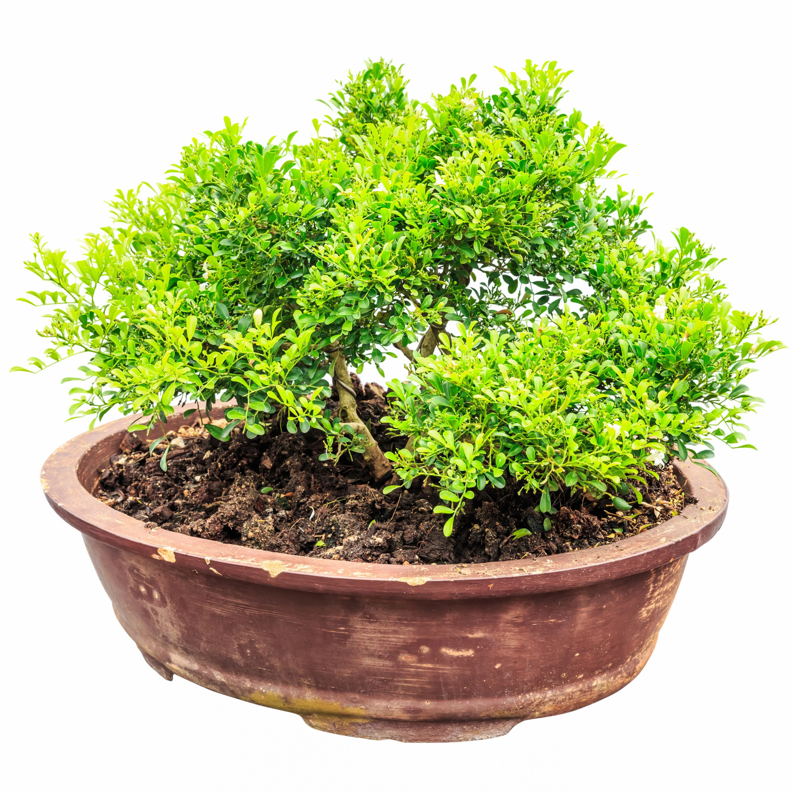 40 LITTLELEAF BOXWOOD Korean Buxus Microphylla Koreana Shrub Seeds