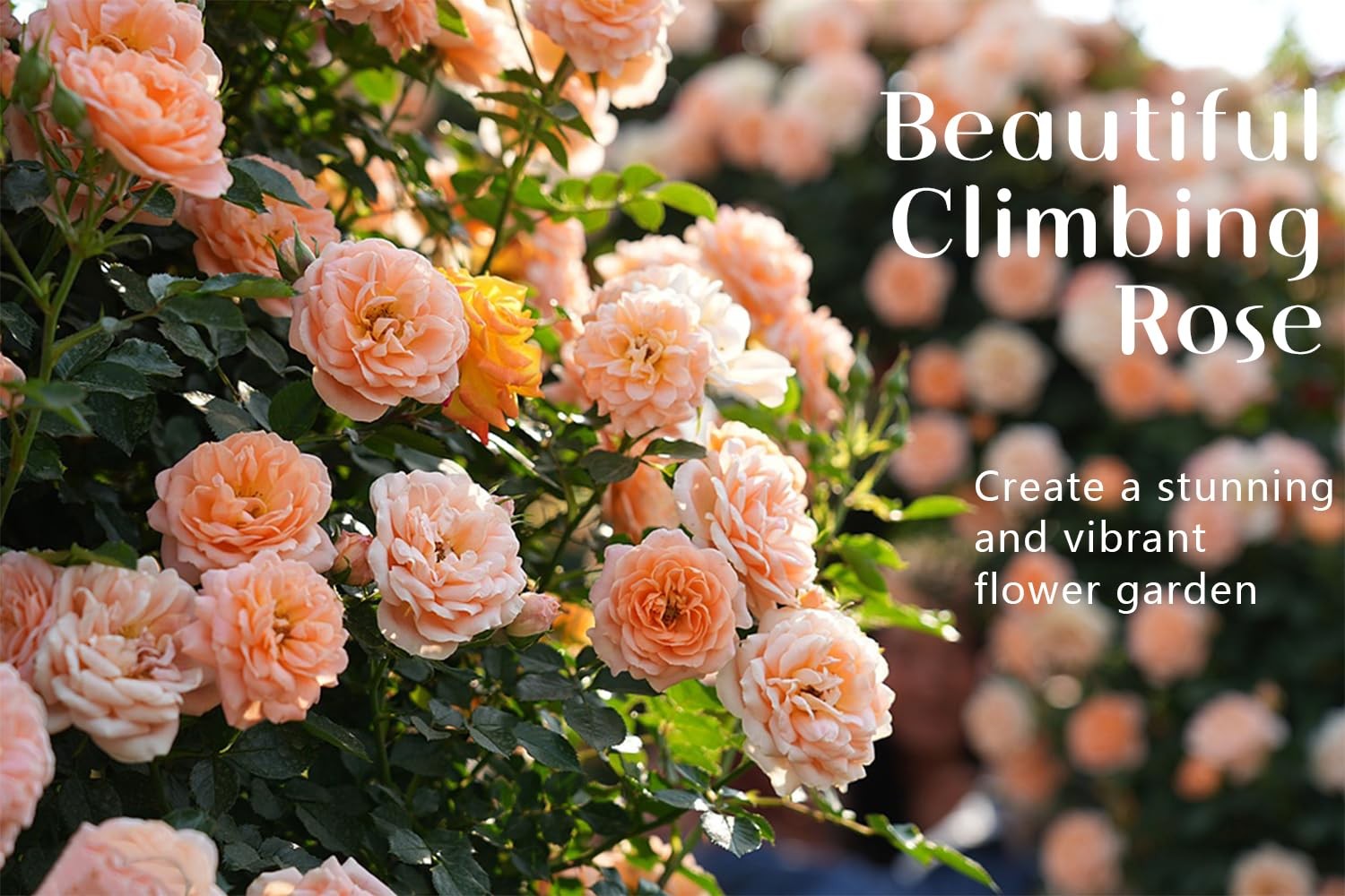 600+ Mix Climbing Rose Seeds for Planting Outdoors Ornamental Vine Rosas Bush