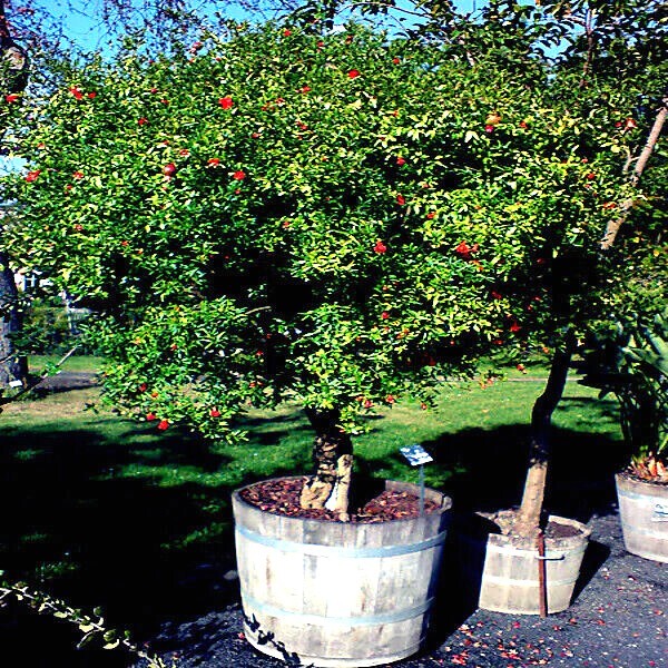 20 DWARF Pomegranate Tree Seeds Punica granatum Nana Garden Fruit House Plant