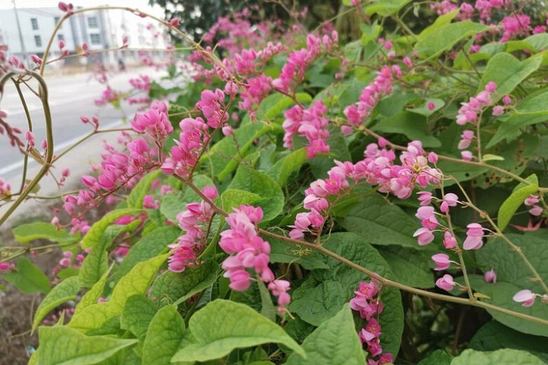 Coral Vine Antigonon leptopus~~SMALL Rooted Starter Plant~Butterflies love it!!!