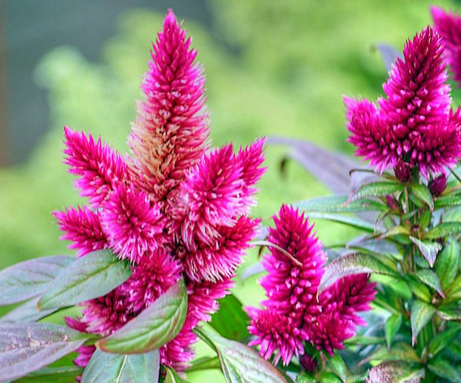 Celosia Argentea – at least 100 seeds. Beautiful and easy to grow.