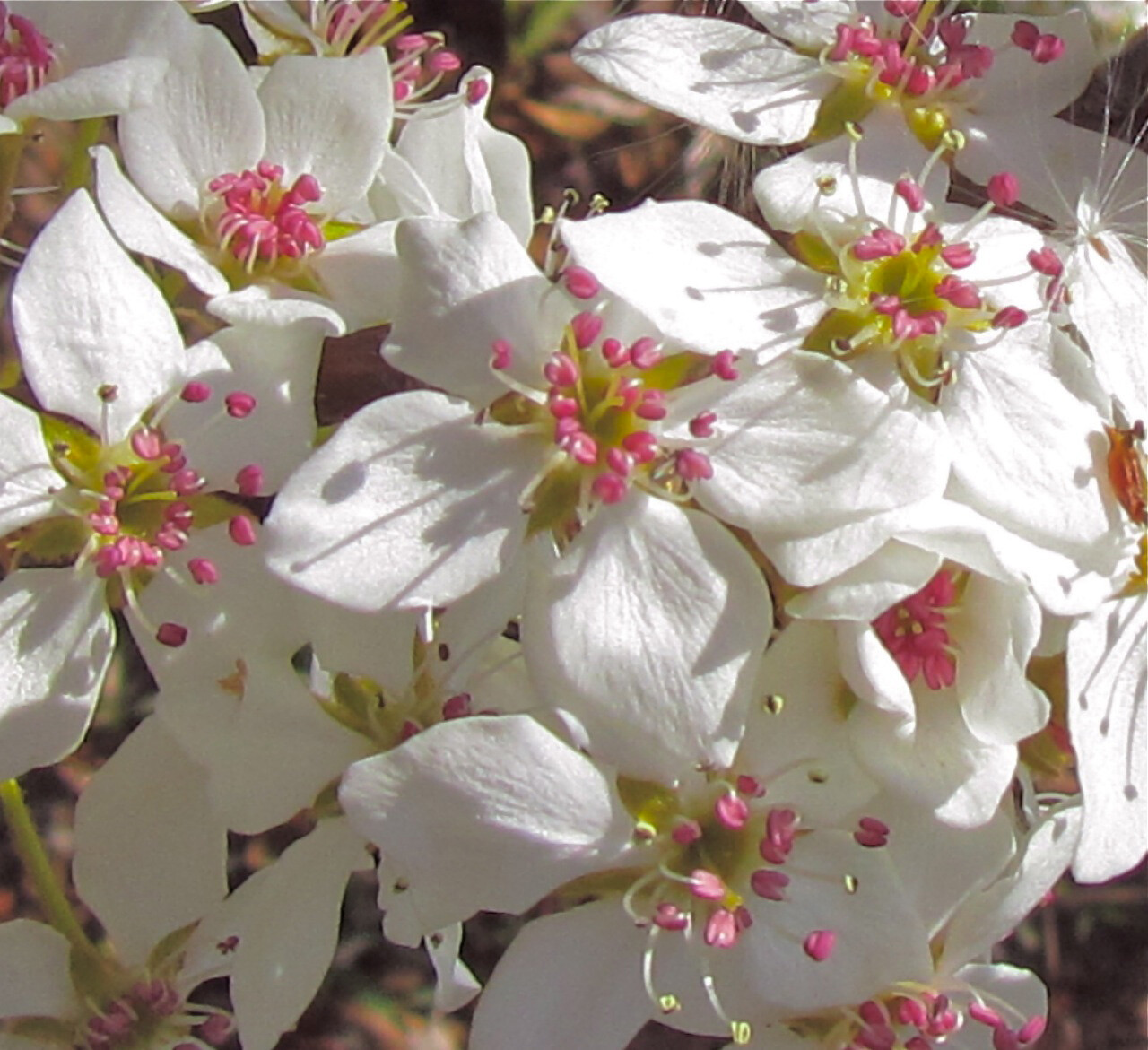 Bradford Pear, (Callery Pear), Pyrus calleryana, Tree Seeds