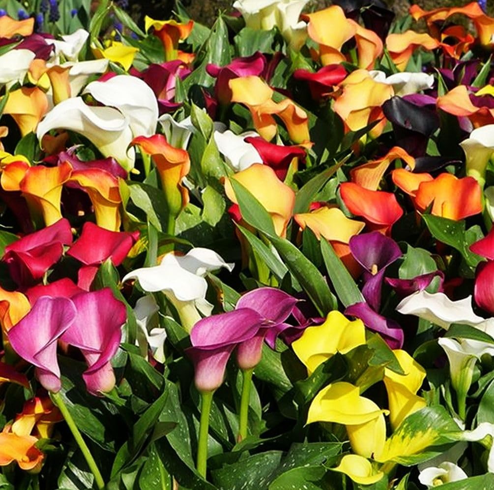 Rare 100Pcs White Pink Red Purple Calla Lily Seeds Beautiful Flowers Mix Colo…
