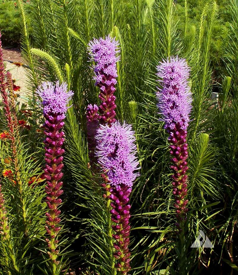 GAYFEATHER (Marsh Blazingstar) CutFlowers Perennial Honeybees Non-GMO 300 Seeds