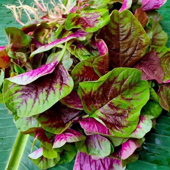 5x 5000+ SEEDS RED AMARANTH STRIPE LEAF CHINESE SPINACH YIN CHO Rau Den Tia