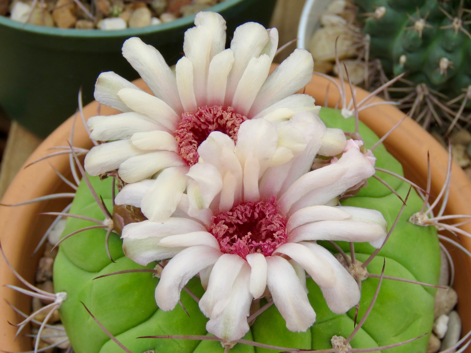 Seed- Gymnocalycium pflanzii 25-500 seeds (2025)
