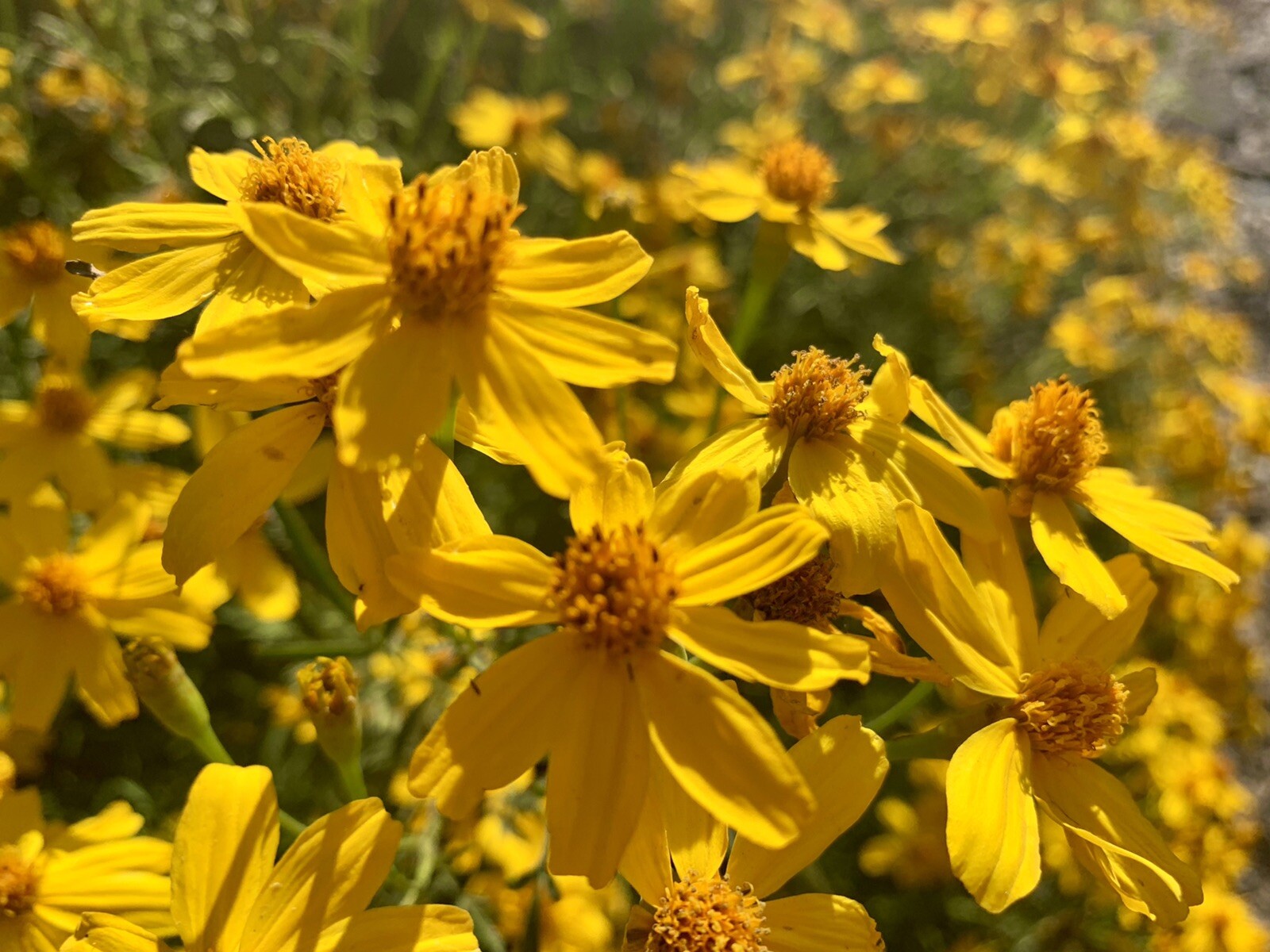 Mexican Marigold, Lemmon’s Marigold, Copper Canyon Daisy – 100+ seeds 2023 – USA