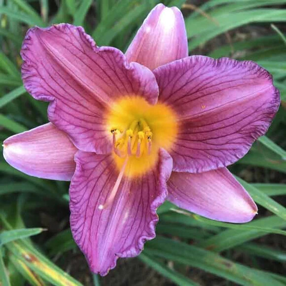Reblooming Purple De Oro Daylily Hemerocallis One Rooted Starter Plant