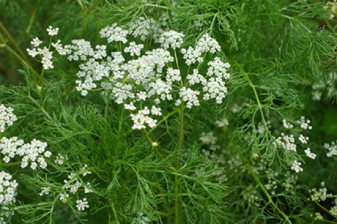 1,500 Caraway Seeds Herb Seeds