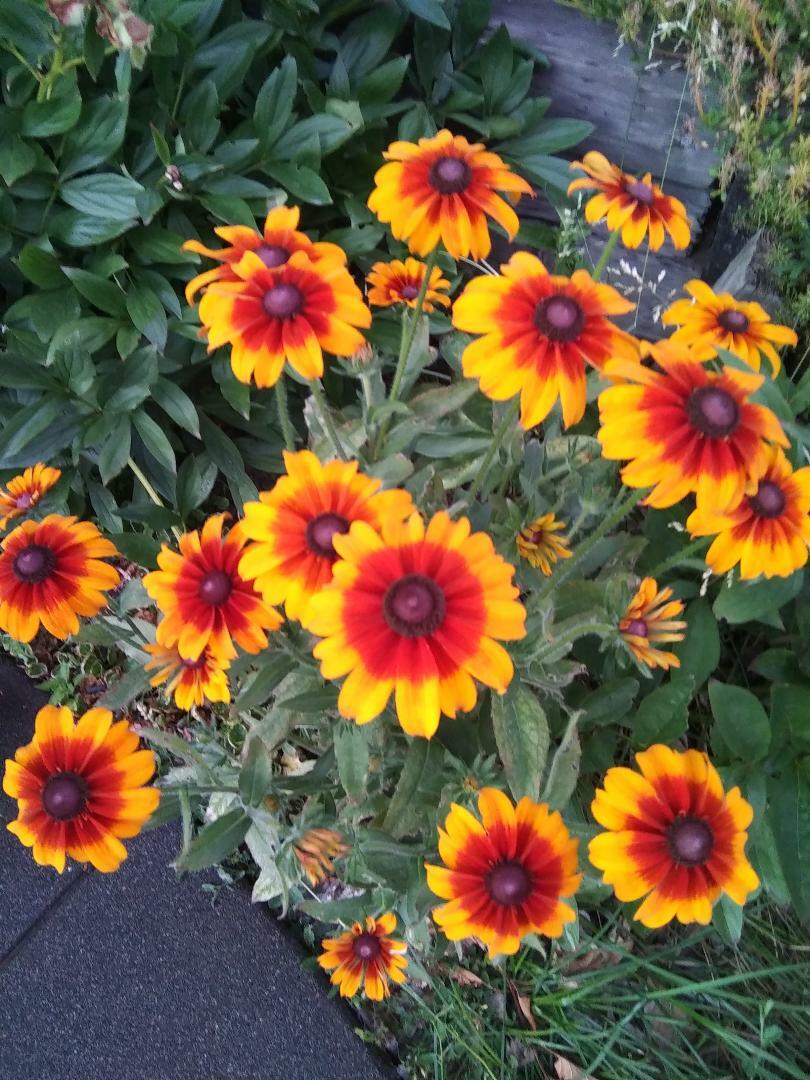 Echibeckia “Summerina” Echinacea x Rudbeckia Cross Seed