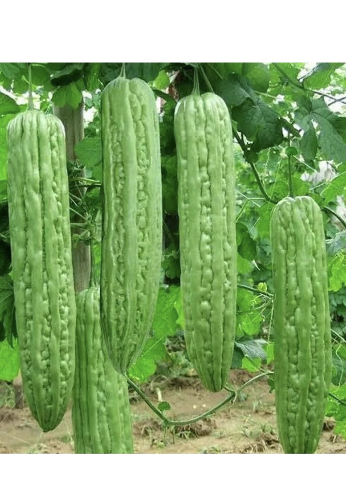 Mixed Green Skin Long + Indian Dark Green Bitter Gourd Ku Gua Khổ Qua 30+ Seeds