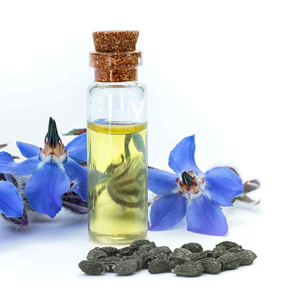 1 OZ Heirloom Borage Herb Seeds For Microgreens or Sprouting
