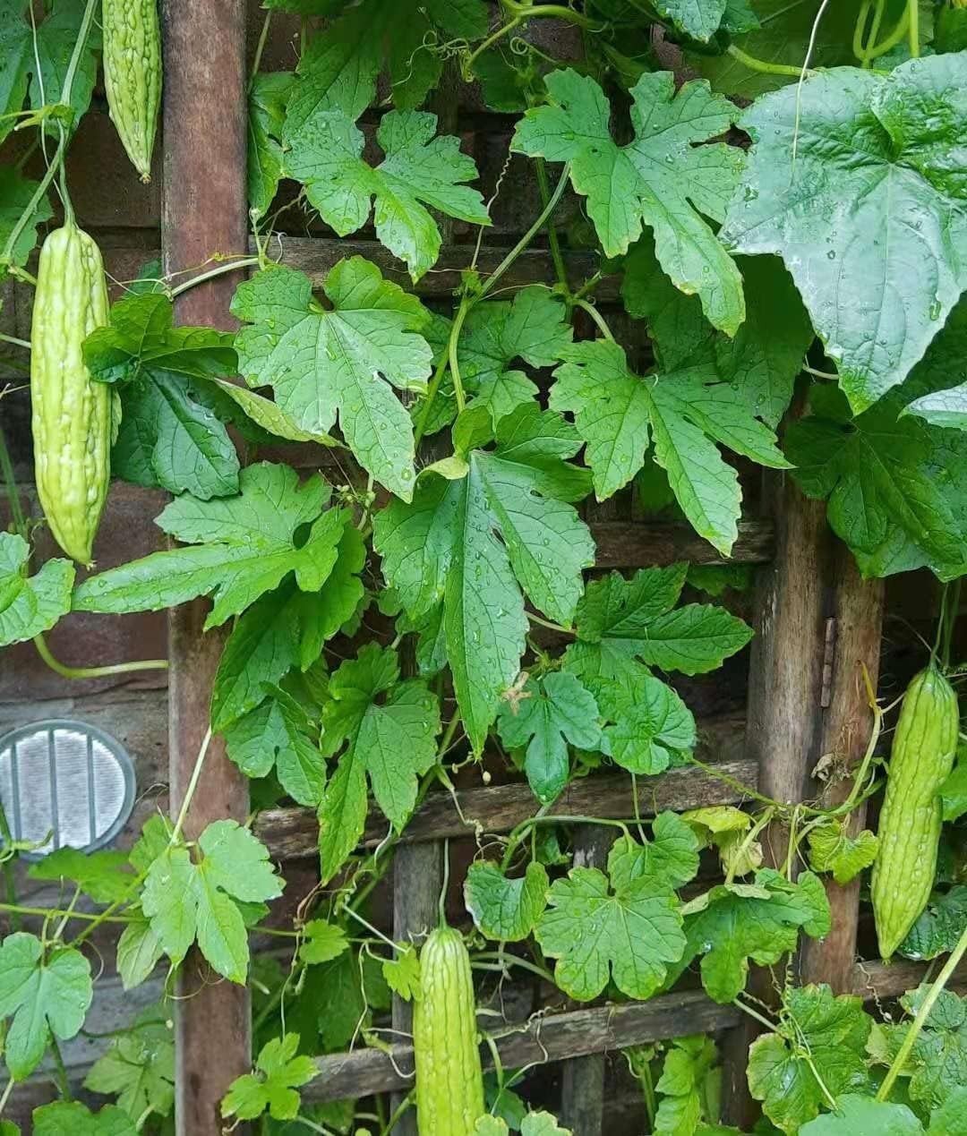 Bitter Melon Seeds – 10 Count, Deer Resistant for Summer Harvesting