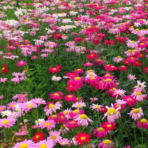 500+SingleChina Aster Seeds Mix Colorful Daisy-like Garden Flowers Seeds USA