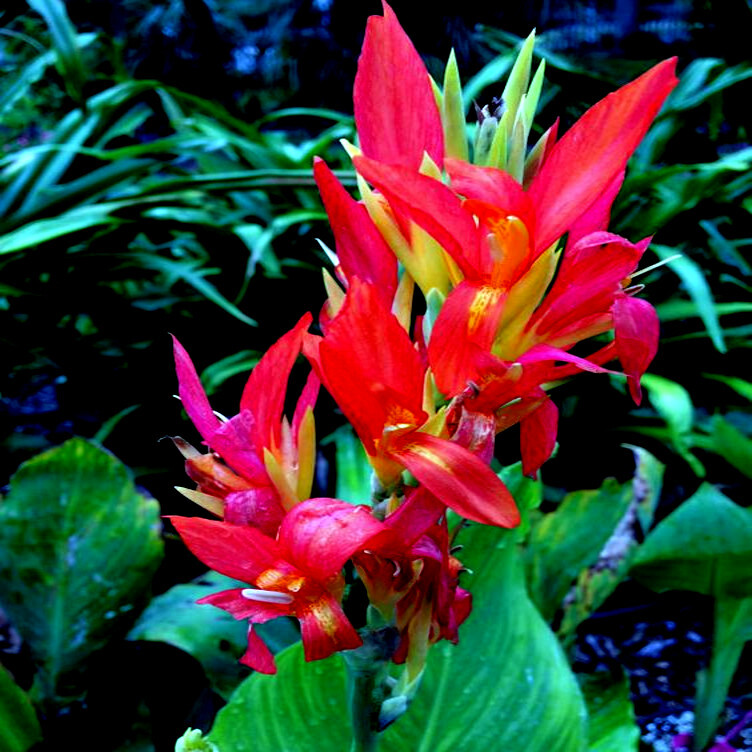 RED CANNA LILY INDICA SEEDS INDIAN SHOT Arrowroot Flowers Attracts Hummingbirds