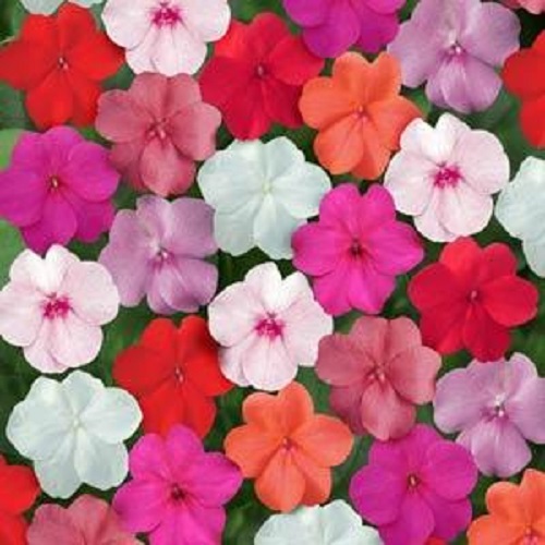 50 Seeds Impatiens Super Elfin XP Clear Mix Flower Seeds Impatiens Seeds