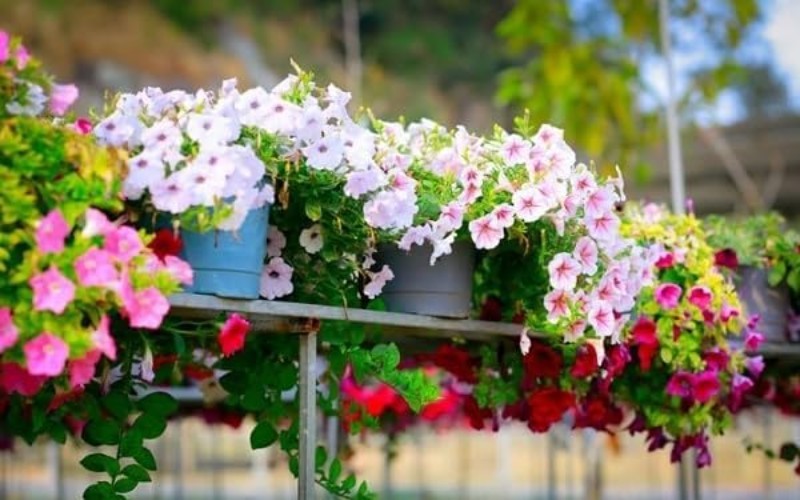 Non-GMO 5000+ Petunia Seeds – Ideal for Pollinator Gardens & Extended Bloom Time