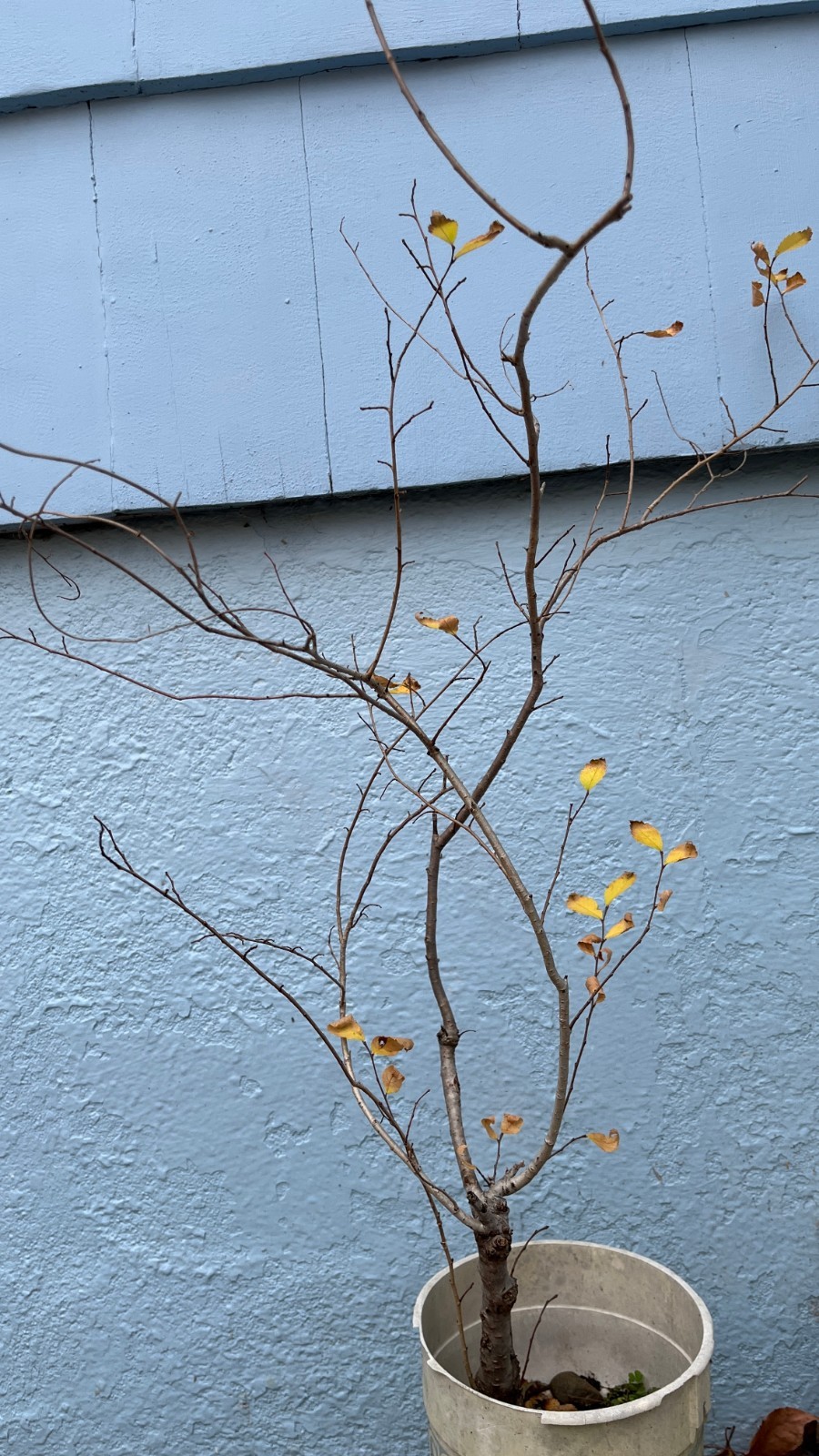 Exact plant Elm tree #3 for bonsai 5-6 year old sent bareroot dormant