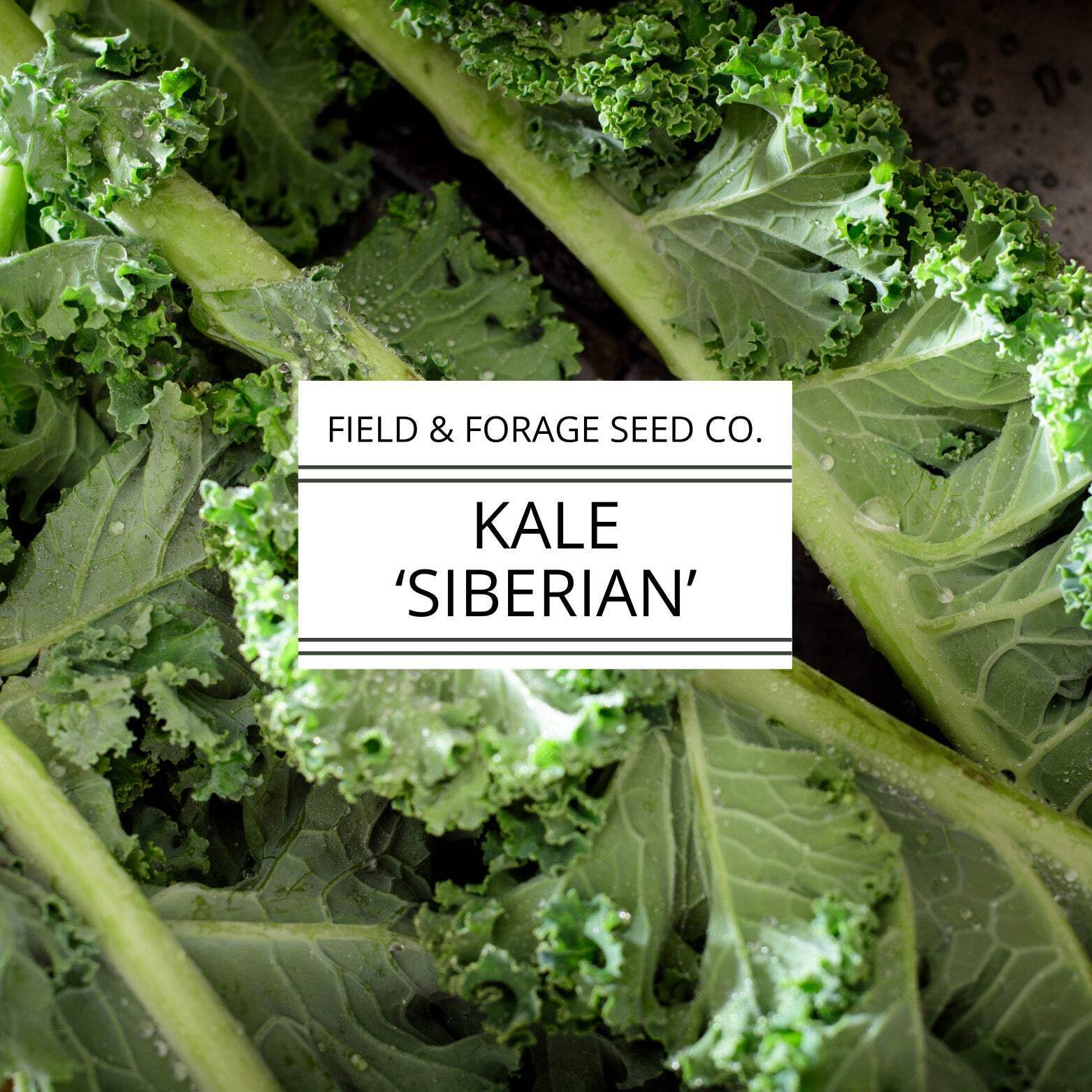 Kale ‘Siberian’ | Brassica oleracea | Heirloom | Non-GMO | 200 Seeds