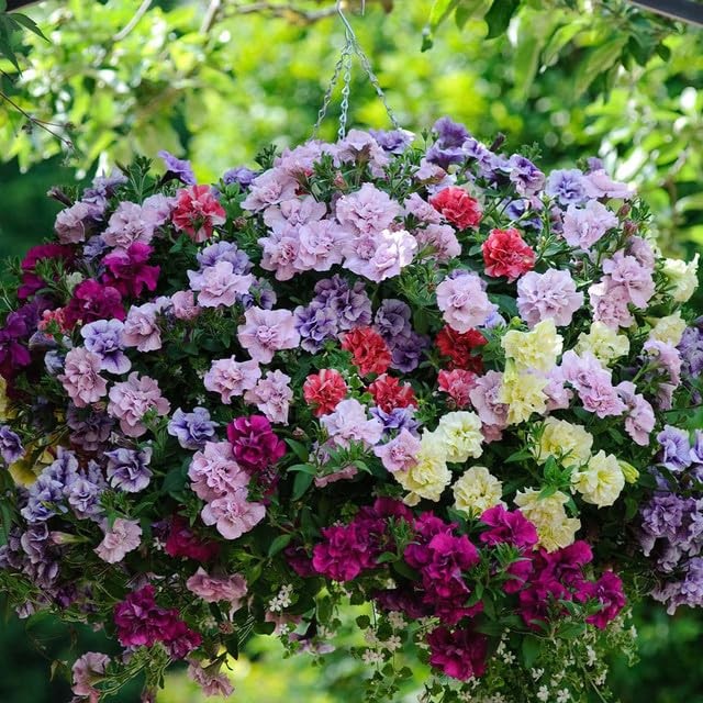 300+ Double Dwarf Petunia Seeds Mixed Colors, Perfect for Outdoor Gardens, B…