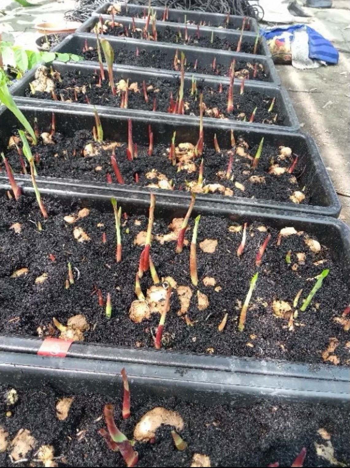 AUTHENTIC Colocasia Yellow Splash 1 bulbs