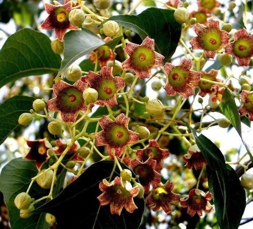 Brachychiton populneus ( Kurrajong ), 10 seeds