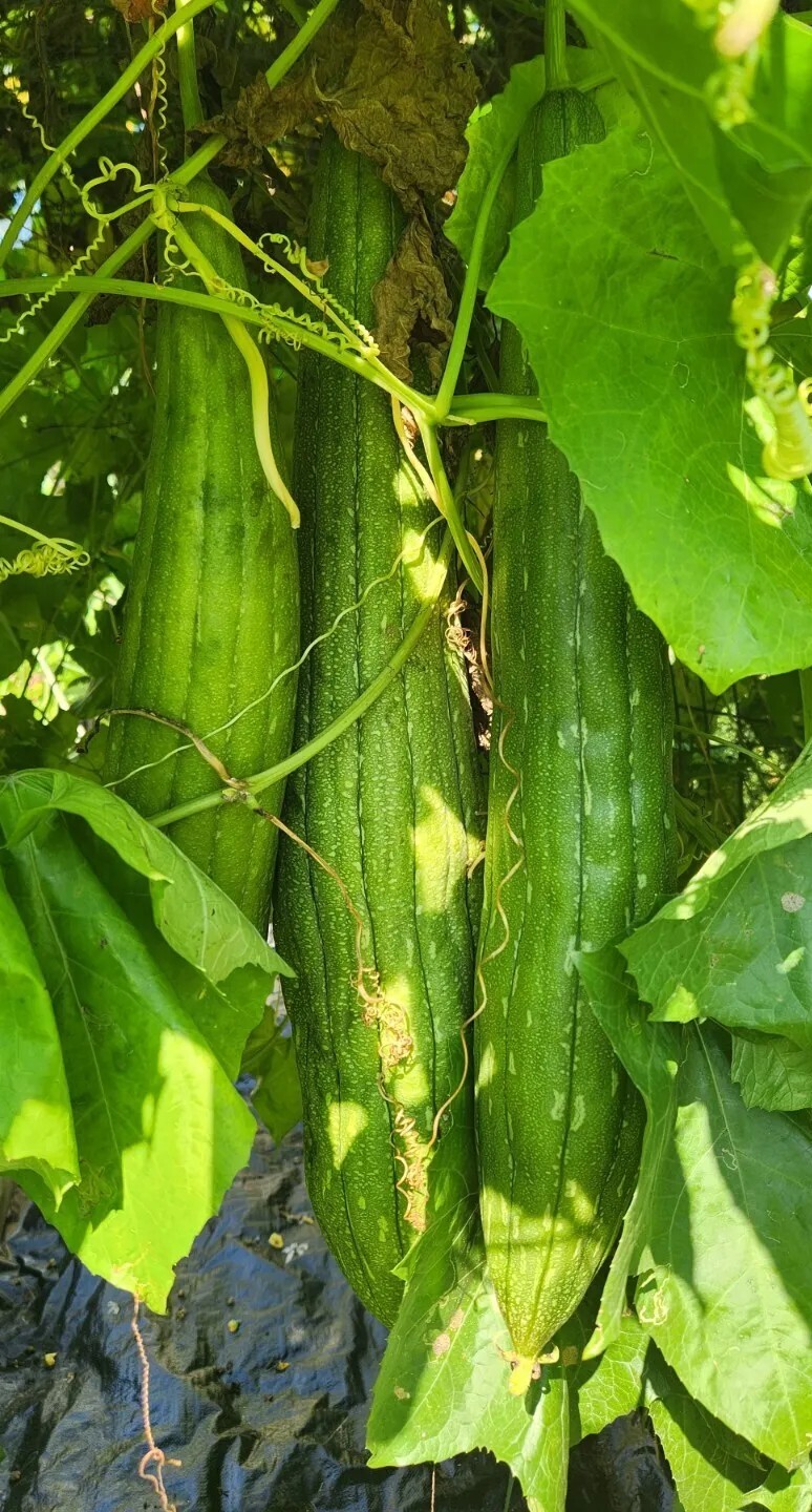 20+ LOOFAH SEEDS SPONGE LUFFA VEGETABLE SPRING HEIRLOOM VINE GOURD LOOFA NON-GMO