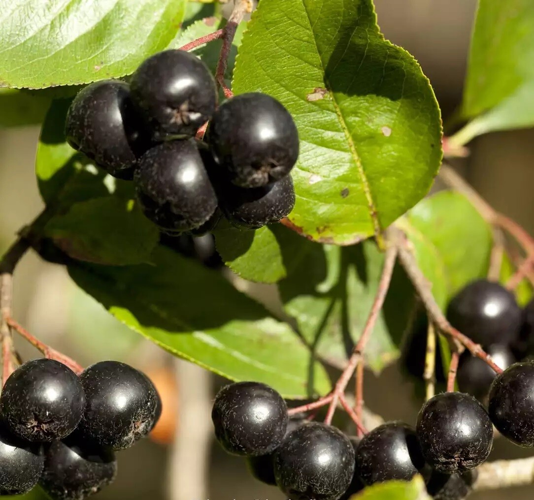Black-Seeded Chokeberry 20 – 100 Seeds Aronia Melanocarpa jam jelly tea wine!