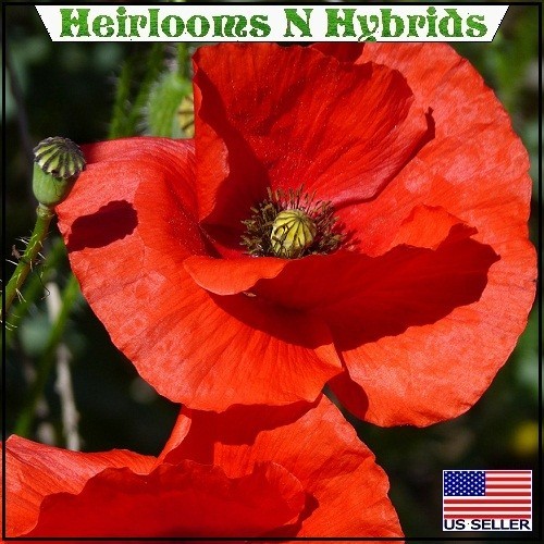 20,000 Organic Red Flanders Field – American Legion – Shirley Poppy Seeds 2026