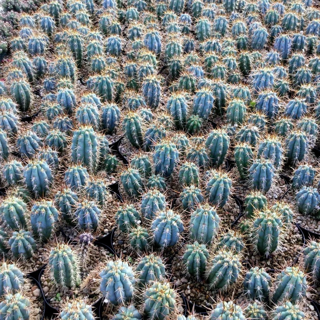 10 “BLUE CEREUS” CACTUS SEEDS (Browningia hertlingiana) RARE Tree Like Cacti