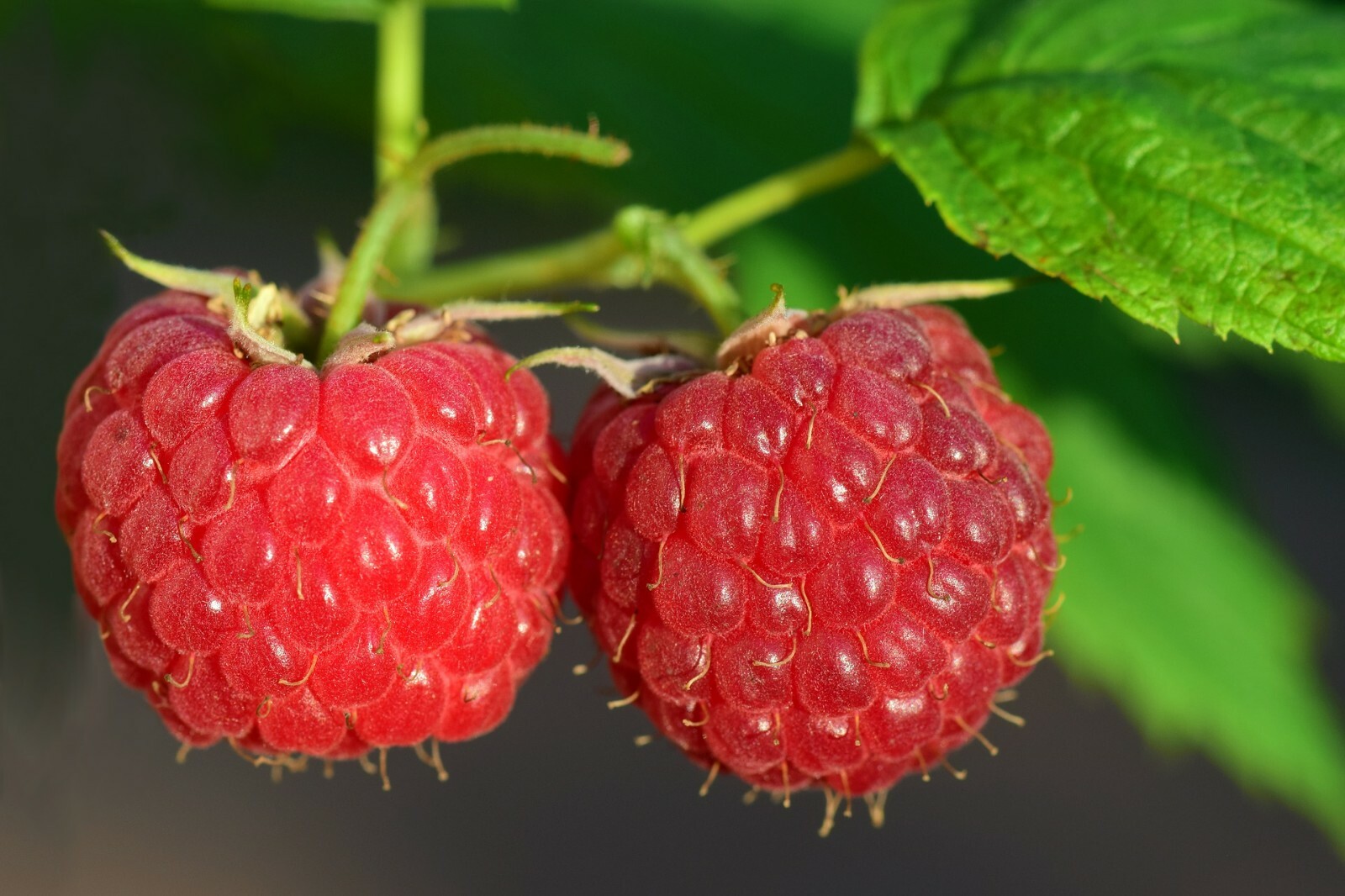 Red Raspberry {Rubus idaeus} 50+ seeds 98% Germination! NON-GMO Free Shipping!