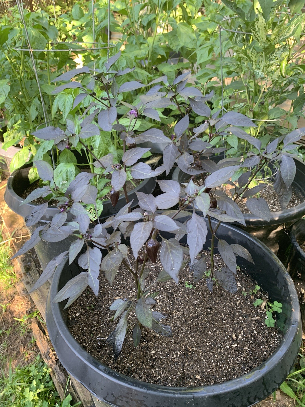 25+ Count Dracula Pepper Seeds 🇺🇸 USA Grown 🇺🇸 100% Organic!