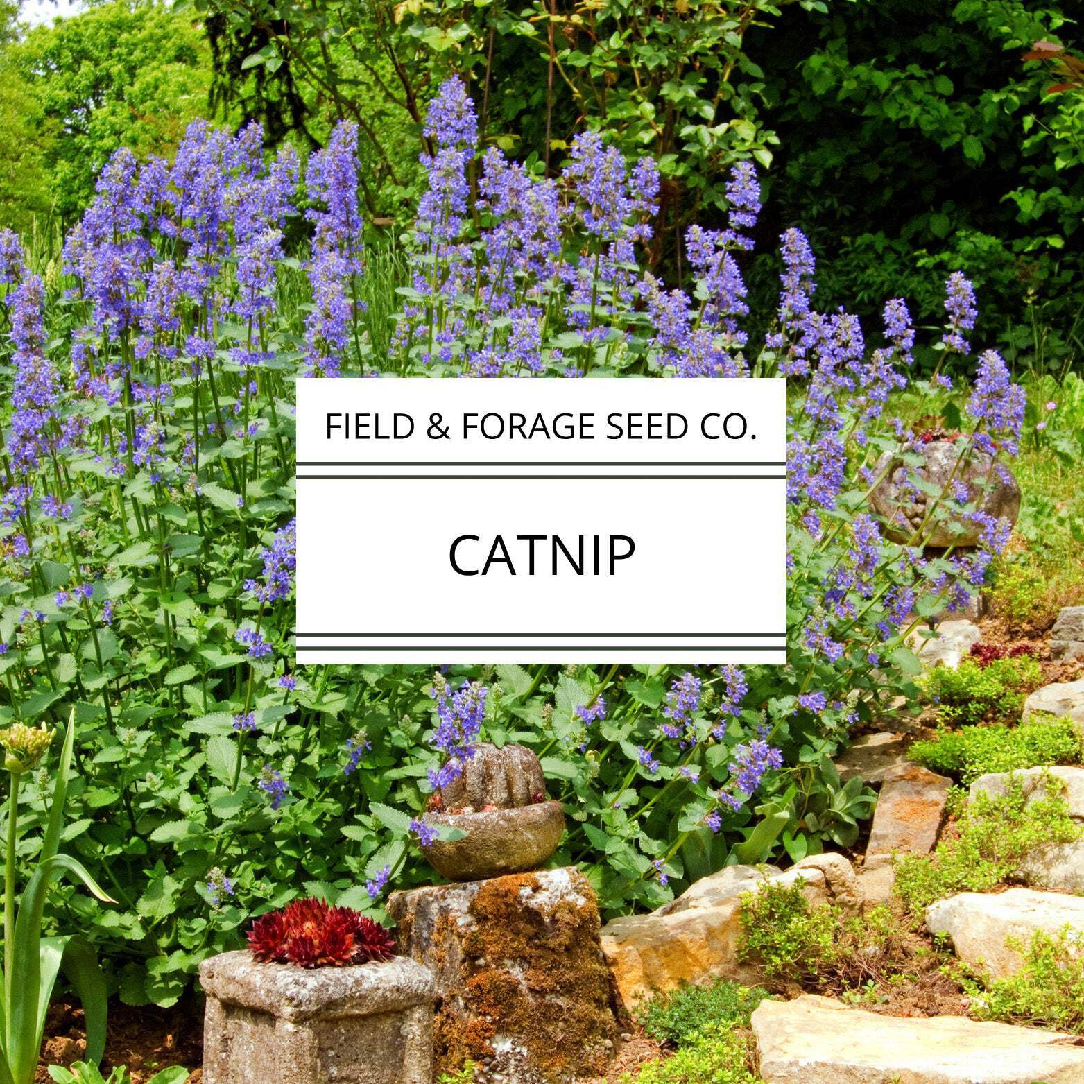 Catnip | Nepeta cataria | Heirloom Herb for Pets & Pollinators | Non-GMO | 100 S