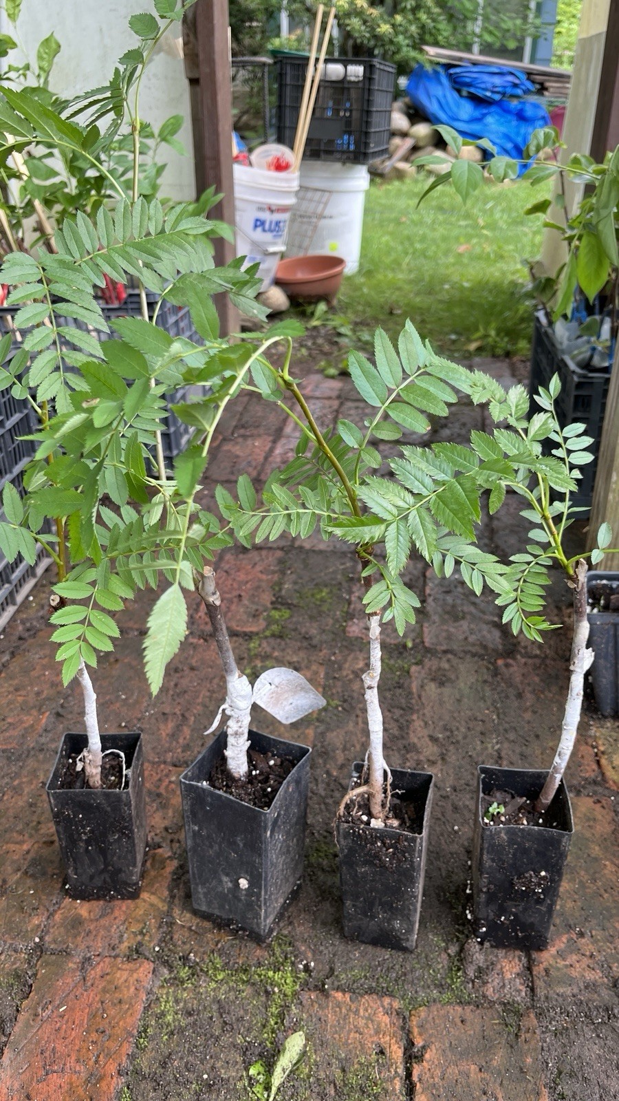1 yo 6-12” tall Sorbus Cashmiriana Kashmir Rowan Tree white fruits grafted plant