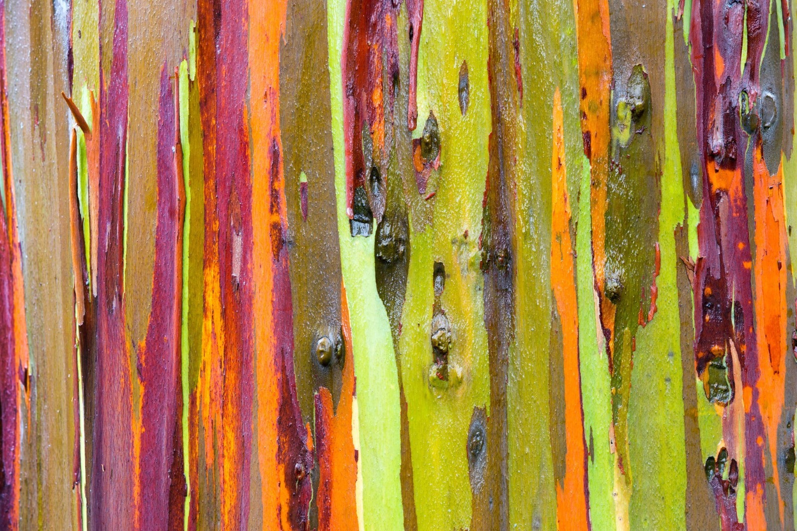 100 Rainbow Eucalyptus Tree Seeds | Fast-Growing Colorful Bark | Rare Perennial